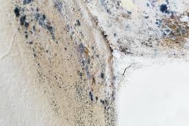 Best Black Mold Removal  in Rio Vista, TX